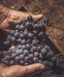 Alternative view of Travone Montefalco Sagrantino - cartone da 6 bottiglie da 750 ml